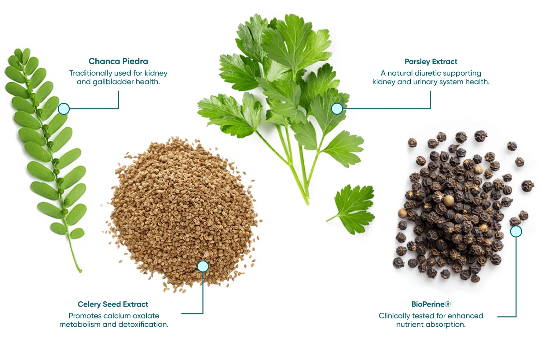 Eu Natural Stone Breaker Chanca Piedra + Botanicals